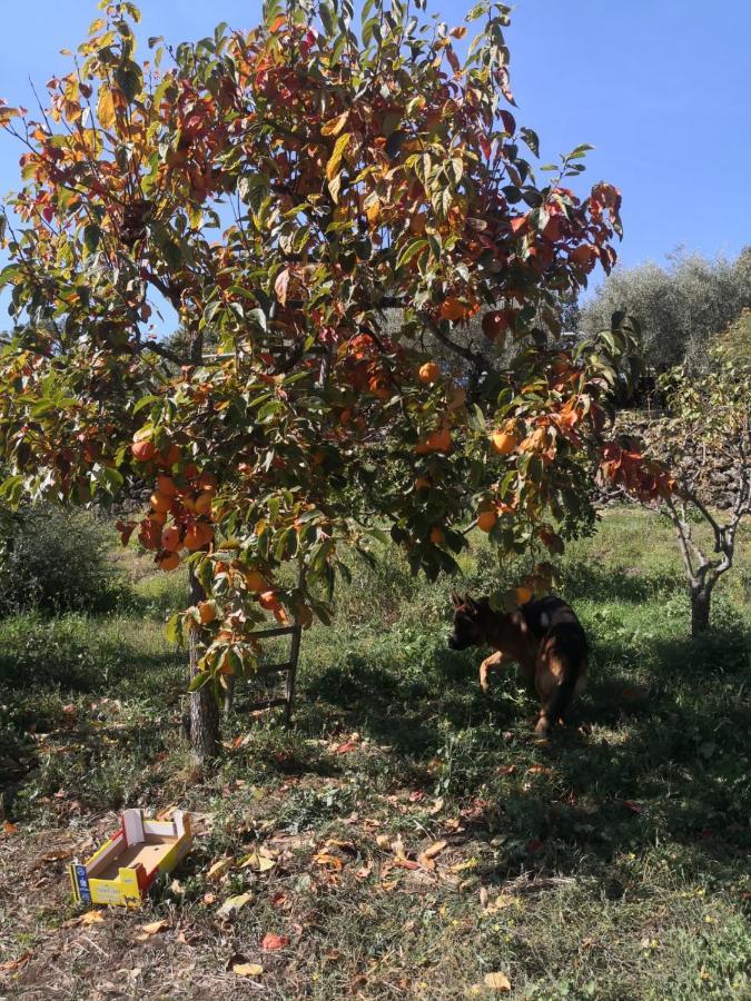 Alle Pendici Dell'Etna Ragalna Экстерьер фото