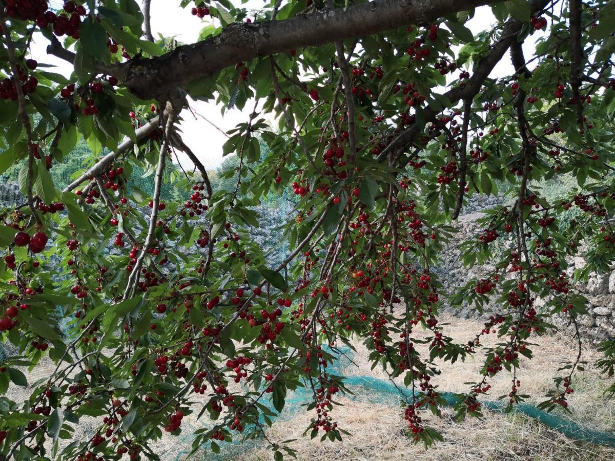 Alle Pendici Dell'Etna Ragalna Экстерьер фото