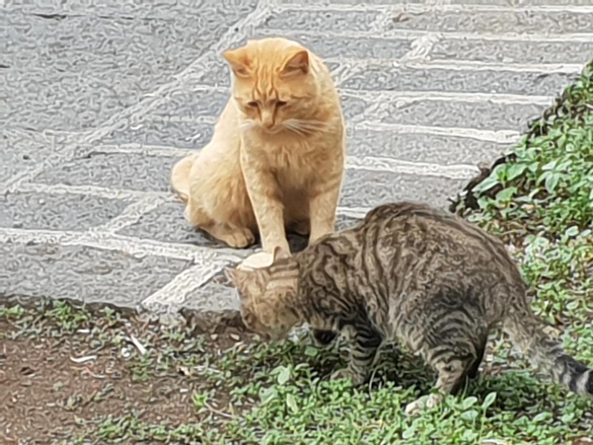 Alle Pendici Dell'Etna Ragalna Экстерьер фото